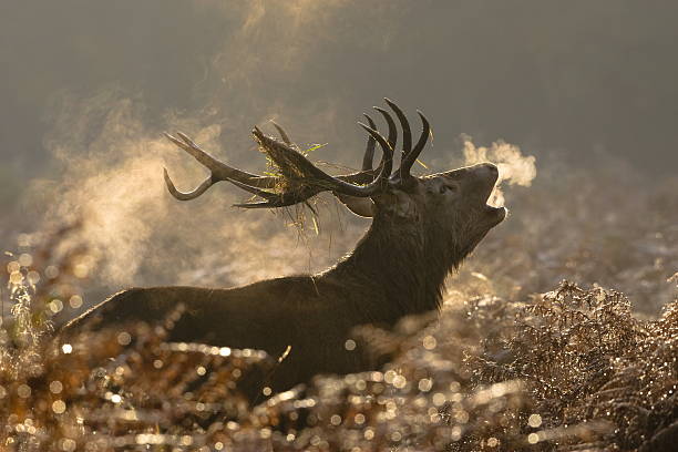 istock Large red deer buck howling in a field 174631230