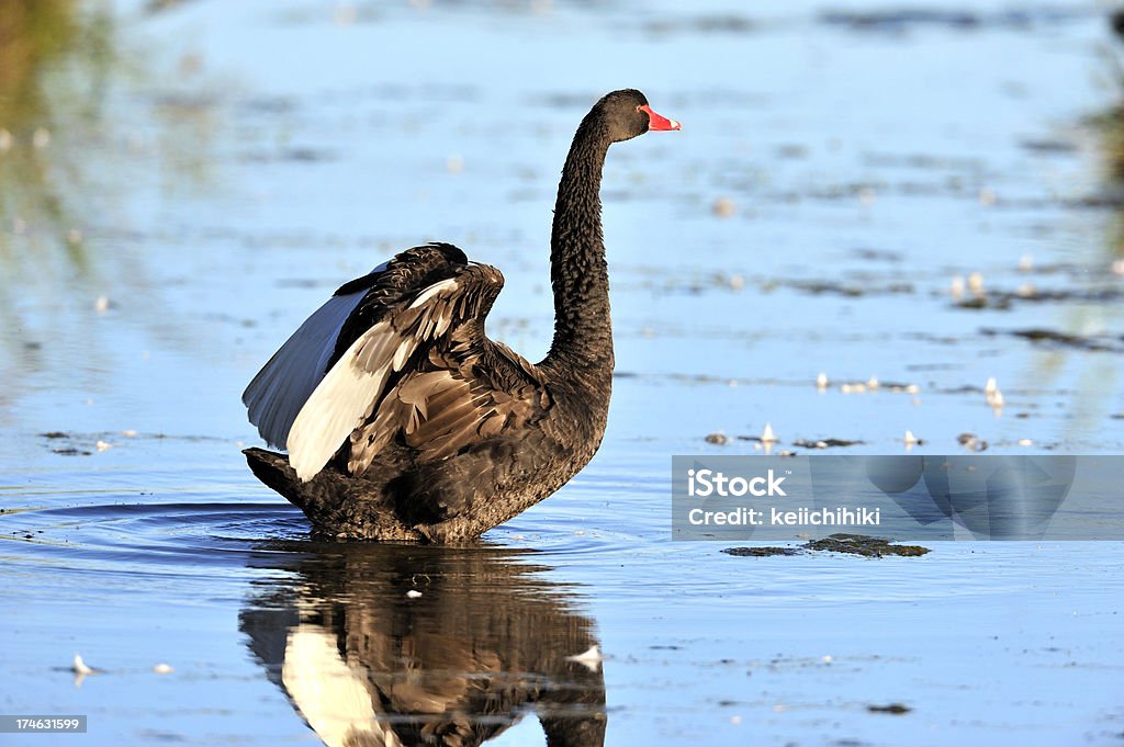 black swan "black swan at Tamar island, Tasmania, AustraliaRelated images:" Animal Stock Photo