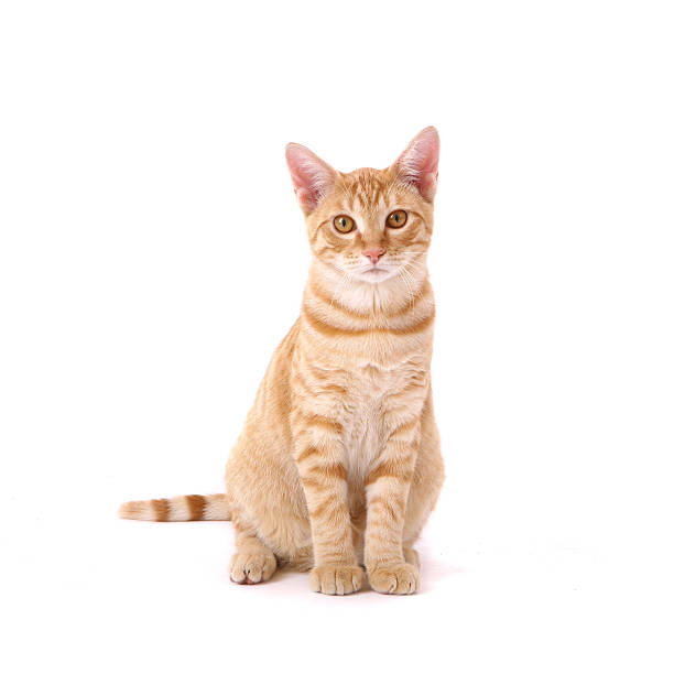 gatto tabby arancione - kitten domestic cat isolated tabby foto e immagini stock