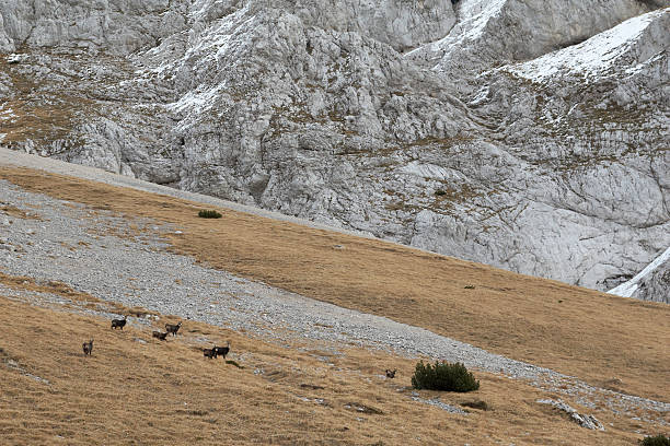 Herd of chamois under mountain wall