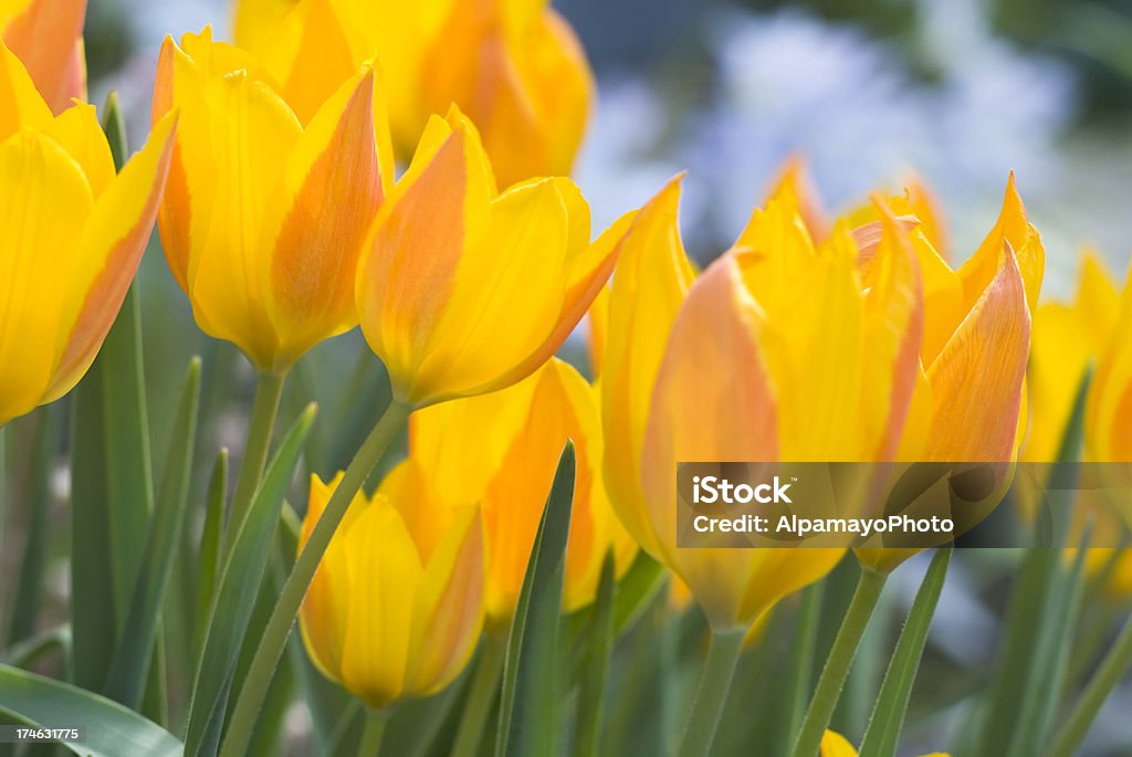 Amarillo anaranjado tulipanes (T. heweri-III - Foto de stock de Aire libre libre de derechos