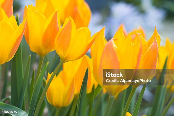 Amarillo Anaranjado Tulipanes T Heweriiii Foto de stock y más banco de imágenes de Aire libre - Aire libre, Amarillo - Color, Belleza de la naturaleza