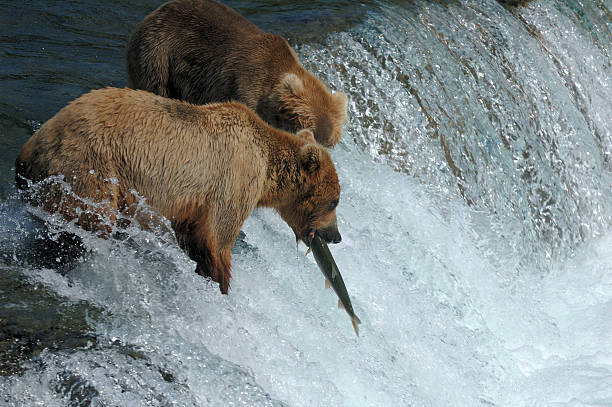 istock Bear catches  salmon at waterfall in Alaska 174631987