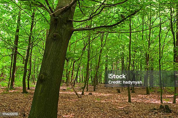 Лес — стоковые фотографии и другие картинки International Biosphere Reserves - International Biosphere Reserves, Без людей, Буковое дерево