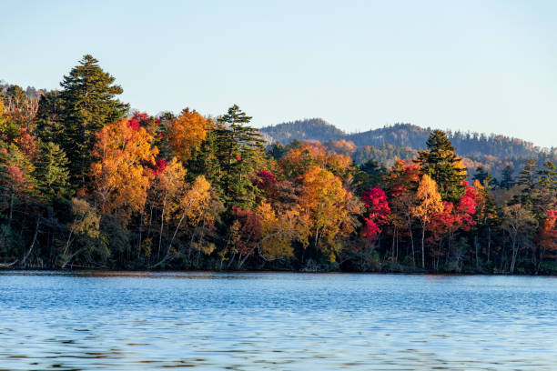 Autumn leaves of Lake Onneto in Hokkaido. stock photo