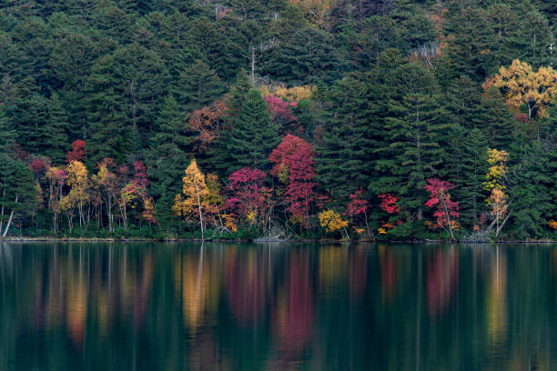 Autumn leaves of Lake Onneto in Hokkaido. stock photo