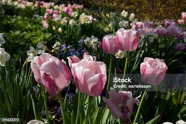 Spring Garden Stock Photo - Download Image Now - Arboretum, Dallas - Texas, Blue