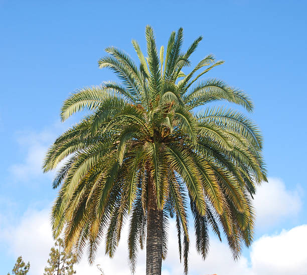 istock Palm Tree in La Jolla, California 174632534