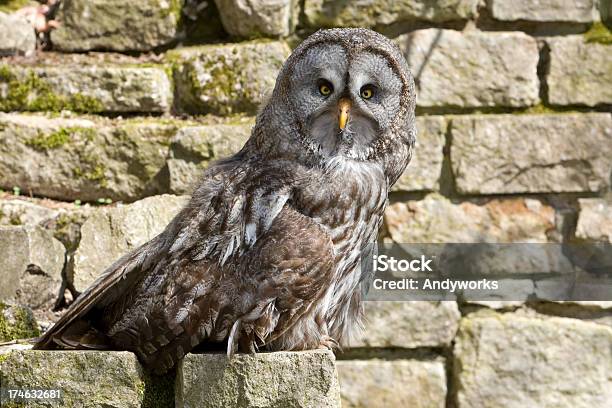 Bartkauz Strix Nebulosa Stockfoto und mehr Bilder von Alt - Alt, Architektonisches Detail, Außenaufnahme von Gebäuden