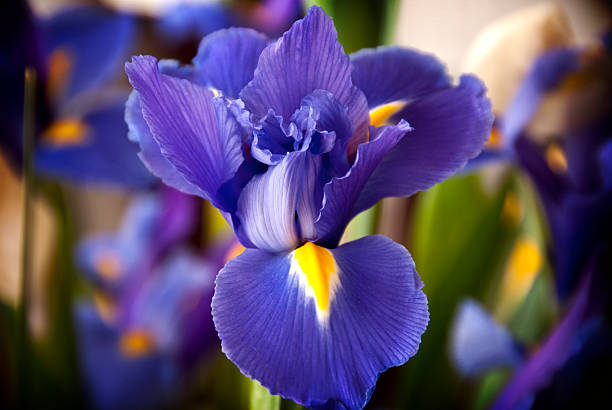 Siberian Iris stock photo