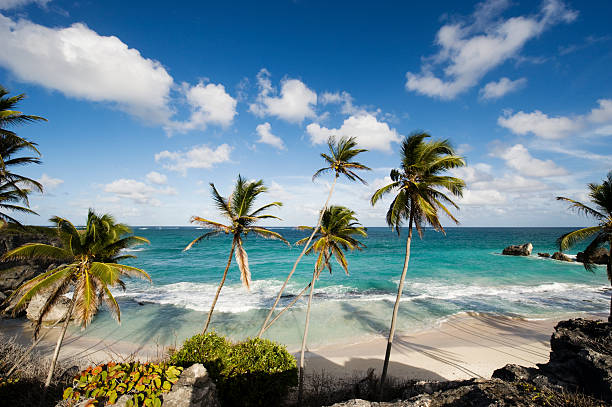 harrismith playa y palmeras en barbados - barbados fotografías e imágenes de stock