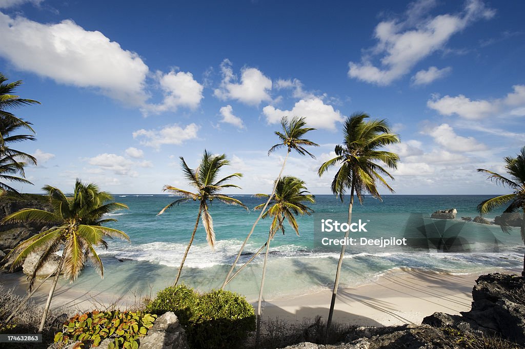 Harrismith Beach and Palm Trees on Barbados "Harrismith Beach, Barbados, lined with palm trees." Barbados Stock Photo