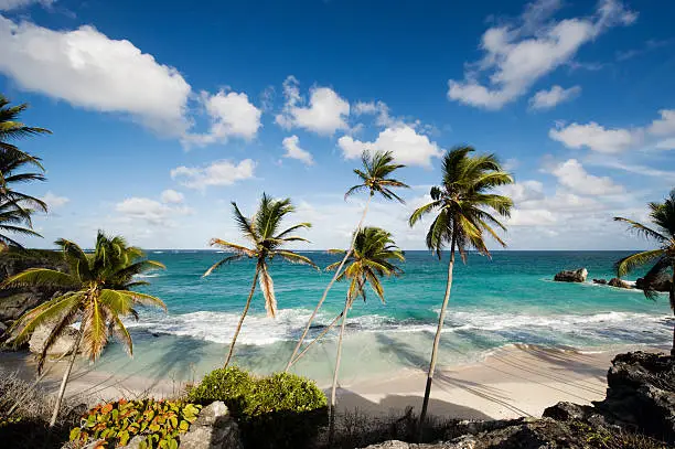 "Harrismith Beach, Barbados, lined with palm trees."