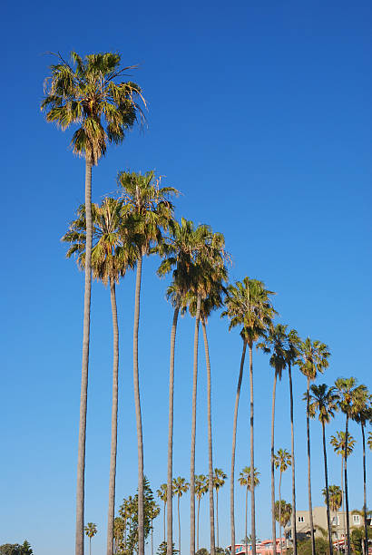 istock Lined Palm Trees, La Jolla, California 174632983