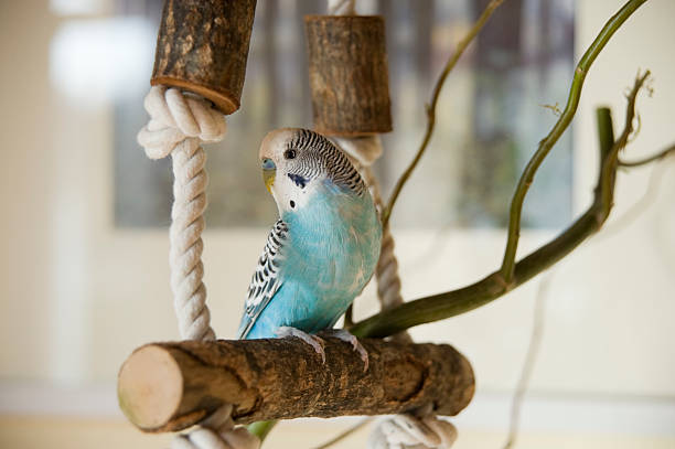 blue and white budgie stock photo