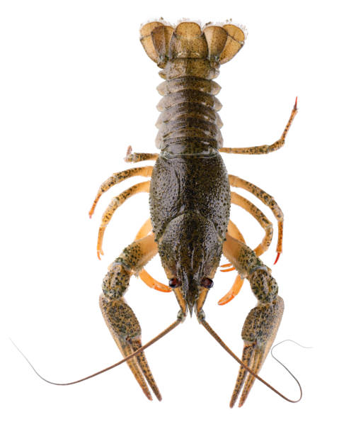 istock Live crayfish isolated on white background. Clipping path. Top view. 1746330874