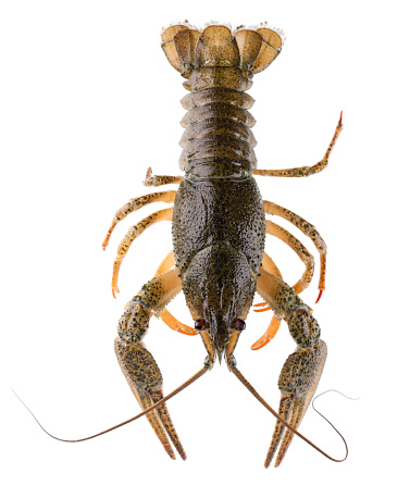 Live crayfish isolated on white background. Clipping path. Top view