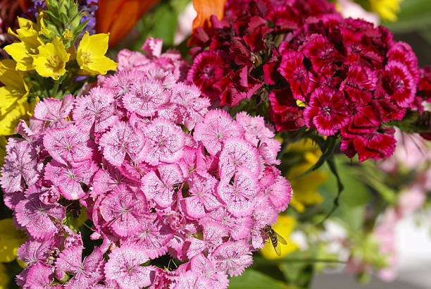 Flating fly on sweet william flowers.