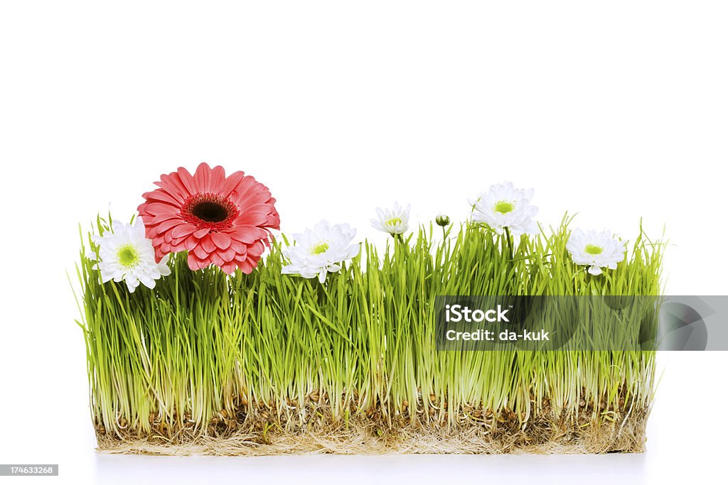 Erba verde con camomiles - Foto stock royalty-free di Ambientazione esterna