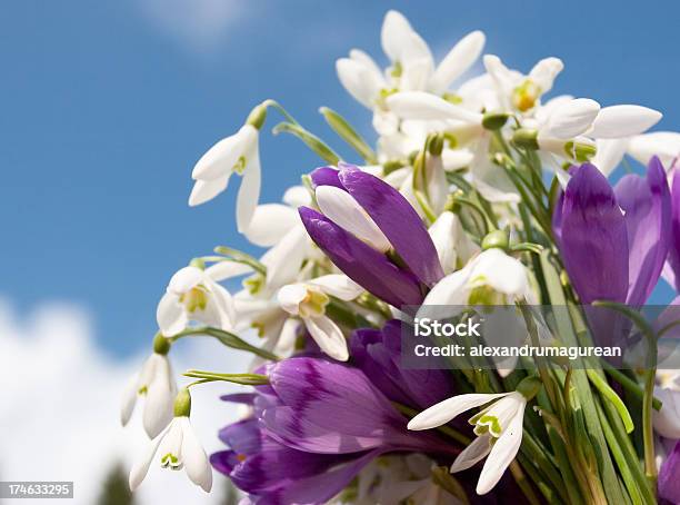 Frühlingbouquet Stockfoto und mehr Bilder von Baumblüte - Baumblüte, Blatt - Pflanzenbestandteile, Blume