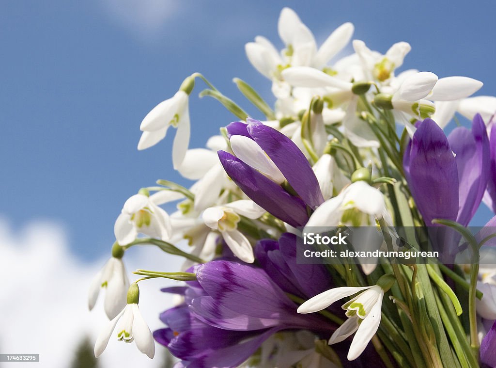 Bouquet primaverile - Foto stock royalty-free di Bianco