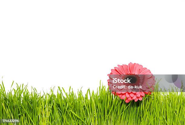 Hierba Verde Con Flores Foto de stock y más banco de imágenes de Aire libre - Aire libre, Arbusto, Blanco - Color