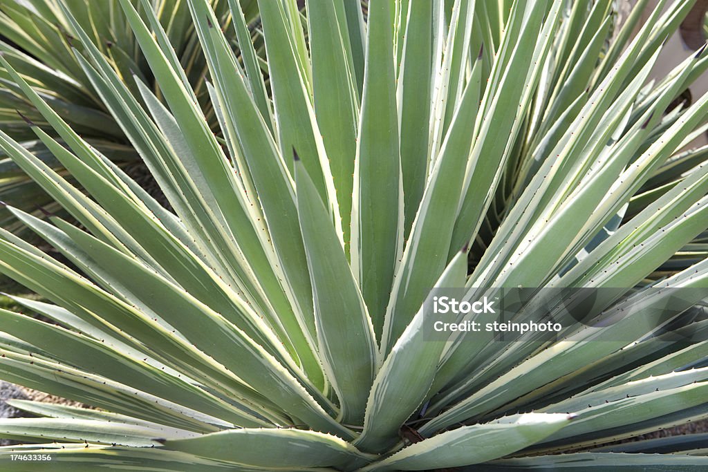 Yucca gros plan - Photo de Buisson d'épines libre de droits