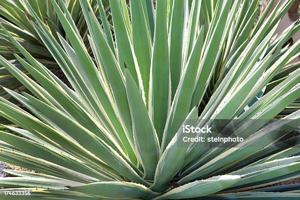 Photo libre de droit de Yucca Gros Plan banque d'images et plus d'images libres de droit de Buisson d'épines - Buisson d'épines, Coupant, Désert