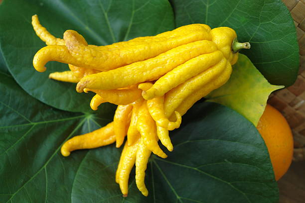 budda's hand egzotycznych owoców - lemony zdjęcia i obrazy z banku zdjęć