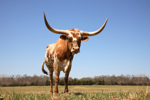 A cow standing in a field. Shot from a low perspective.