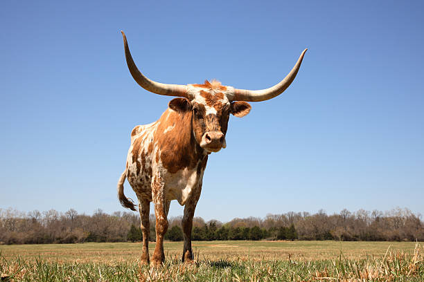 vaca-texas longhorn em campo - texas texas longhorn cattle cattle ranch - fotografias e filmes do acervo