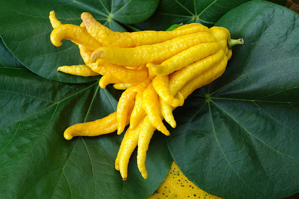 budda's hand egzotycznych owoców - lemony zdjęcia i obrazy z banku zdjęć