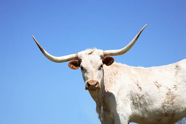 vaca longhorn de texas - beef cattle farm calf summer fotografías e imágenes de stock