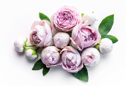 Pink rose flowers on white background. Flat lay, top view, copy space