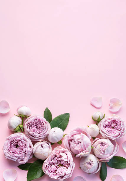 istock Pink rose flowers on pastel pink background 1746336577
