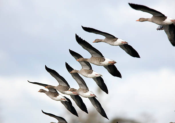Greylag Goose  (Anser-anser)  greylag goose stock pictures, royalty-free photos & images