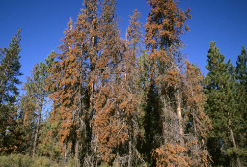 Pine beetle kill in Central Oregon