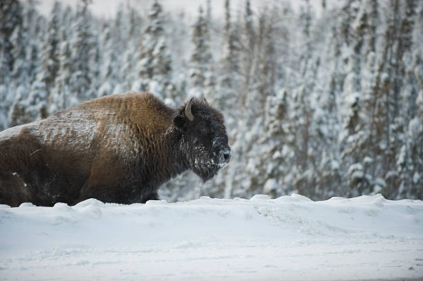 bisonte nívea cerca de yellowknife. - yellowknife fotografías e imágenes de stock