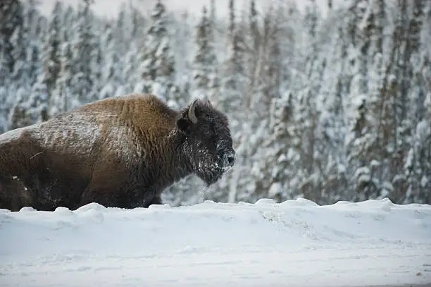 A large Woodland Bison climbs a snow bank in Canada's Arctic at -36C.  Click to view similar images. 
