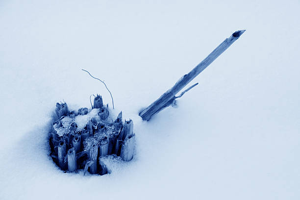 istock rice stubble in the snow 174634106