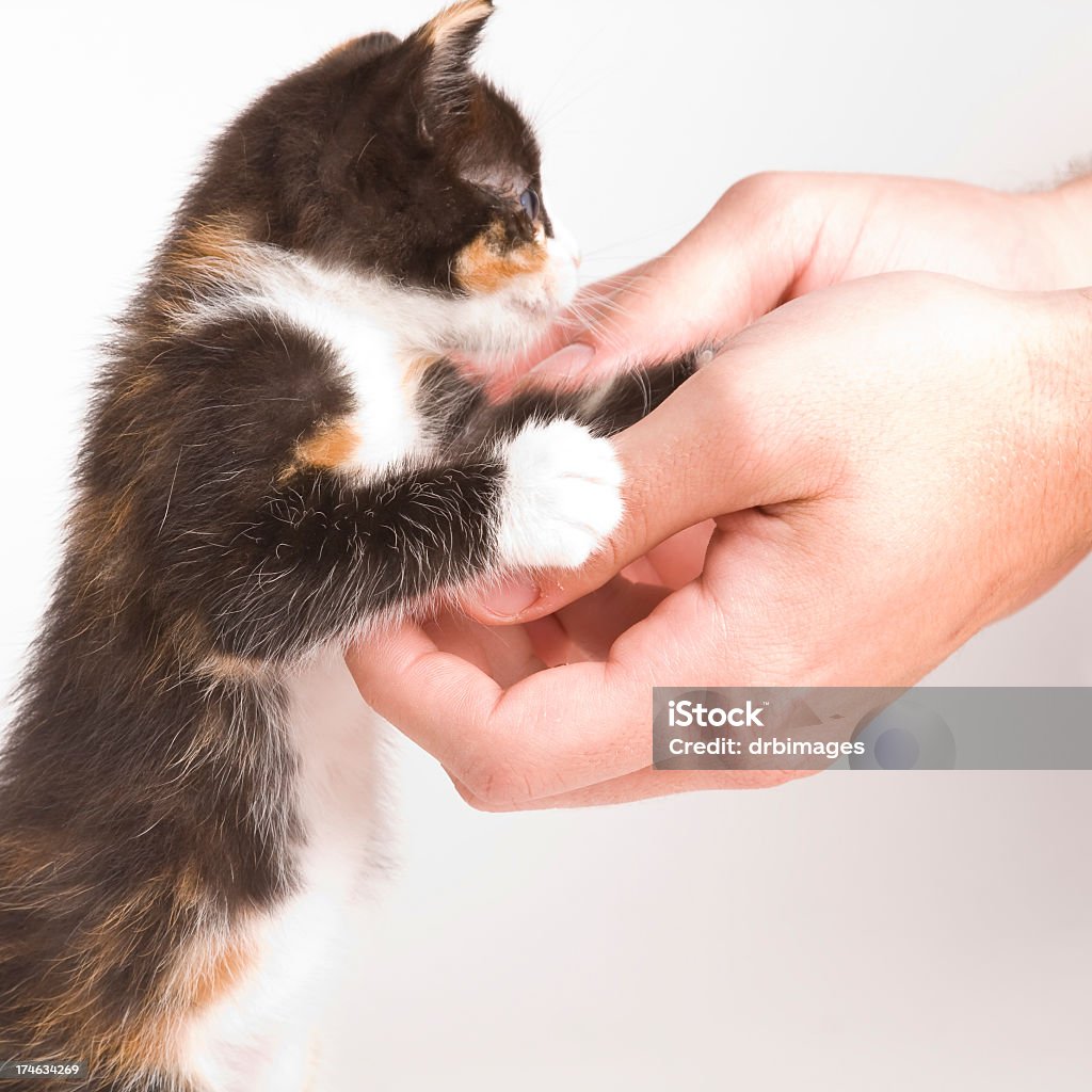 kitten und menschliche Hände - Lizenzfrei Ausgebleicht Stock-Foto