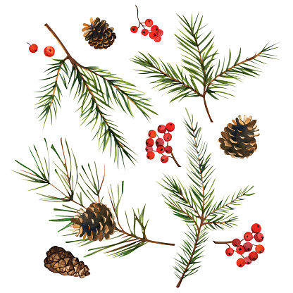 Fir branches and winter berries. Forest. Watercolor illustration of pine cones, wild berries. For design of cards, banner, textiles. Isolated white background.