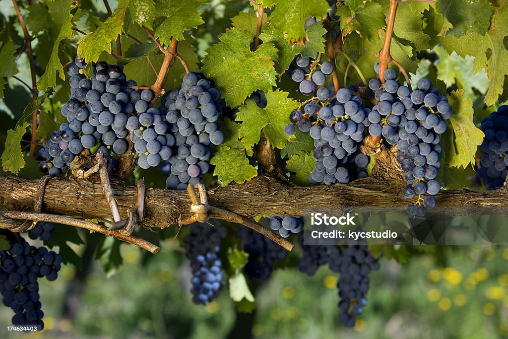 Uvas em vine - Foto de stock de Uruguai royalty-free