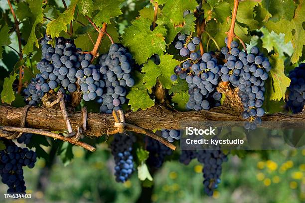 Foto de Uvas Em Vine e mais fotos de stock de Uruguai - Uruguai, Uva, Vinhedo