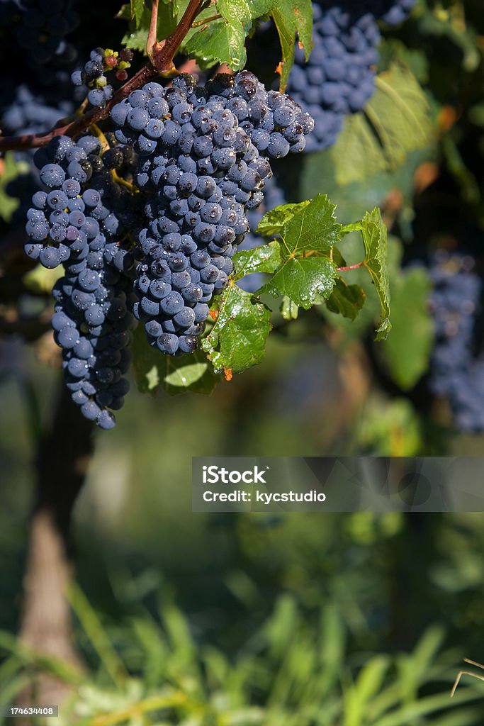 Uvas en la vid - Foto de stock de Bodega de vino libre de derechos