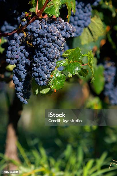 Uvas En La Vid Foto de stock y más banco de imágenes de Bodega de vino - Bodega de vino, Uruguay, Agricultura