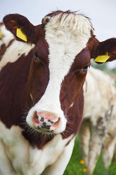 istock Brown and white cow # 2 XXXL 174634542