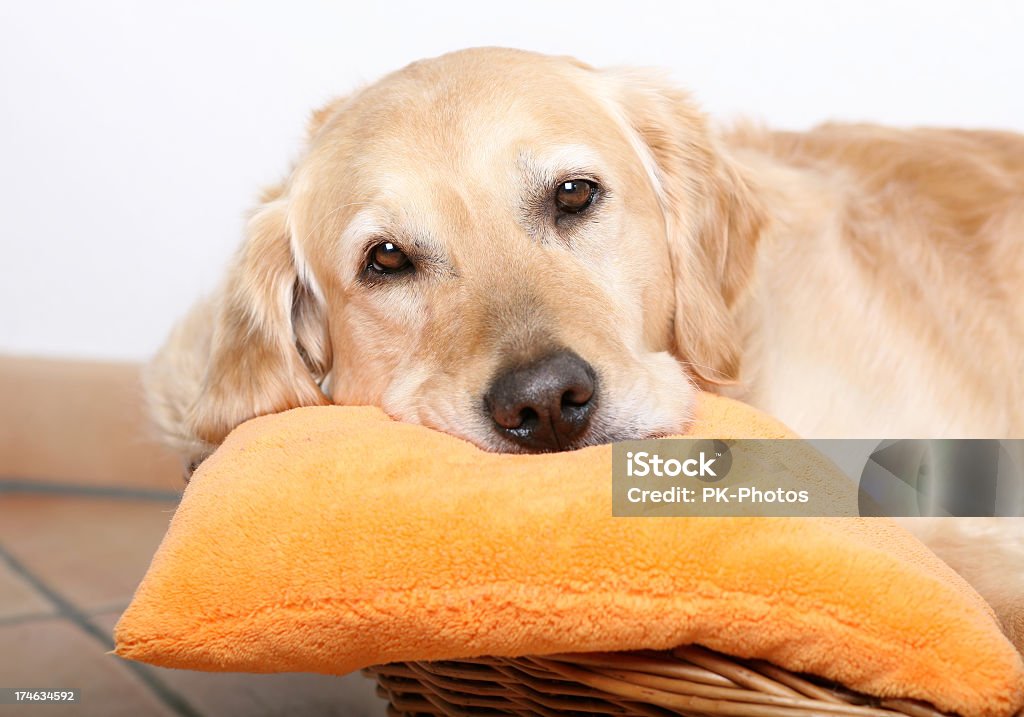 Отдыхать собака - Стоковые фото Корзина роялти-фри