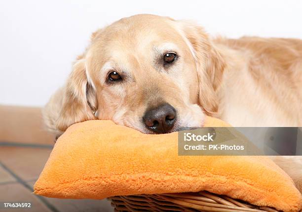 Отдыхать Собака — стоковые фотографии и другие картинки Корзина - Корзина, Собака, Лежать