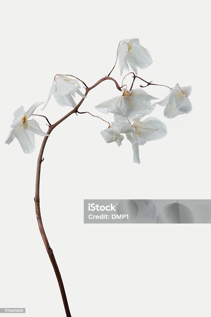 De Haste Única De Morrer Murcha Flores De Orquídea Em Fundo Branco -  Fotografias de stock e mais imagens de Orquídea - Flor tropical - iStock